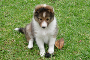 Darcy